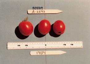 Click for 5 image(s) for this accession. FRUIT